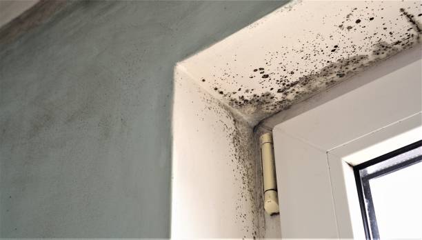 Best Forensic Mold Investigation  in Madison, FL