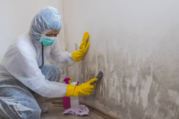 Best Mold Odor Removal Services  in Madison, FL
