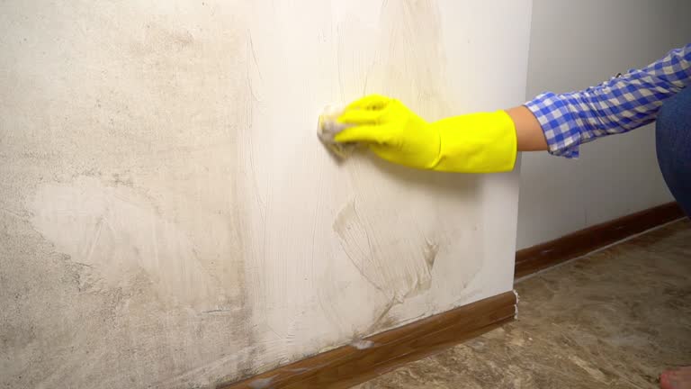 Best Mold Damage Restoration  in Madison, FL