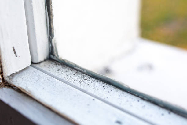 Best Mold Remediation for Rental Properties  in Madison, FL