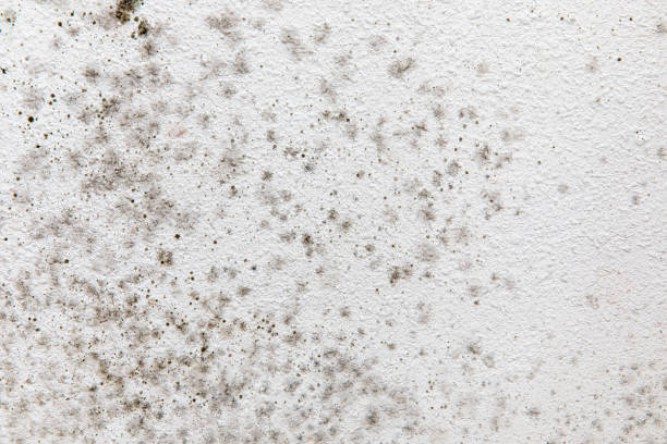 Best Mold-Related Health Consultation  in Madison, FL